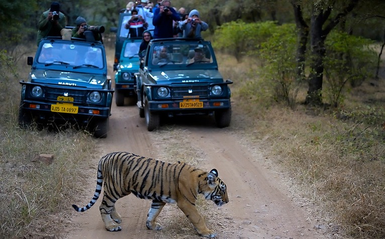 RANTHAMBORE