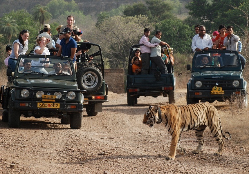 RANTHAMBORE TOUR