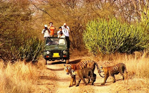 JAIPUR - RANTHAMBORE