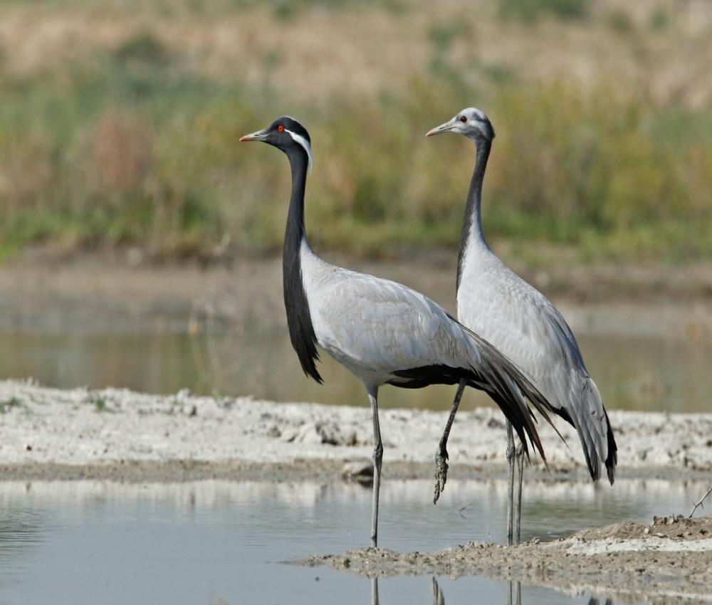 Bharatpur Jhalawar Keoladeo National Park 